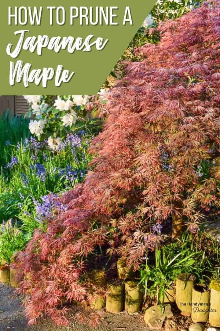 How to Prune Japanese Maple Trees The Handyman's Daughter