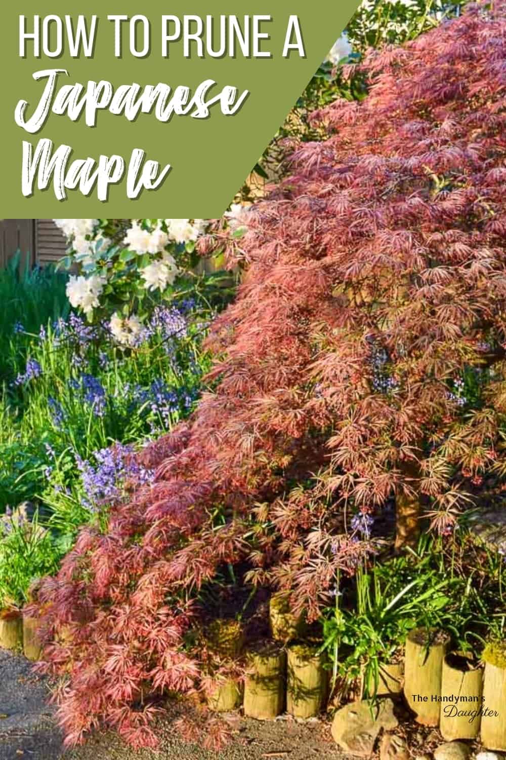 How to Prune a Japanese Maple