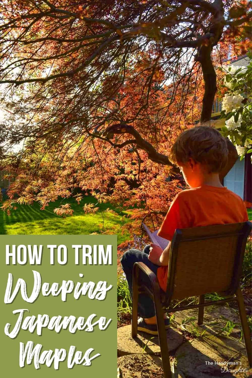 How to trim weeping Japanese maples