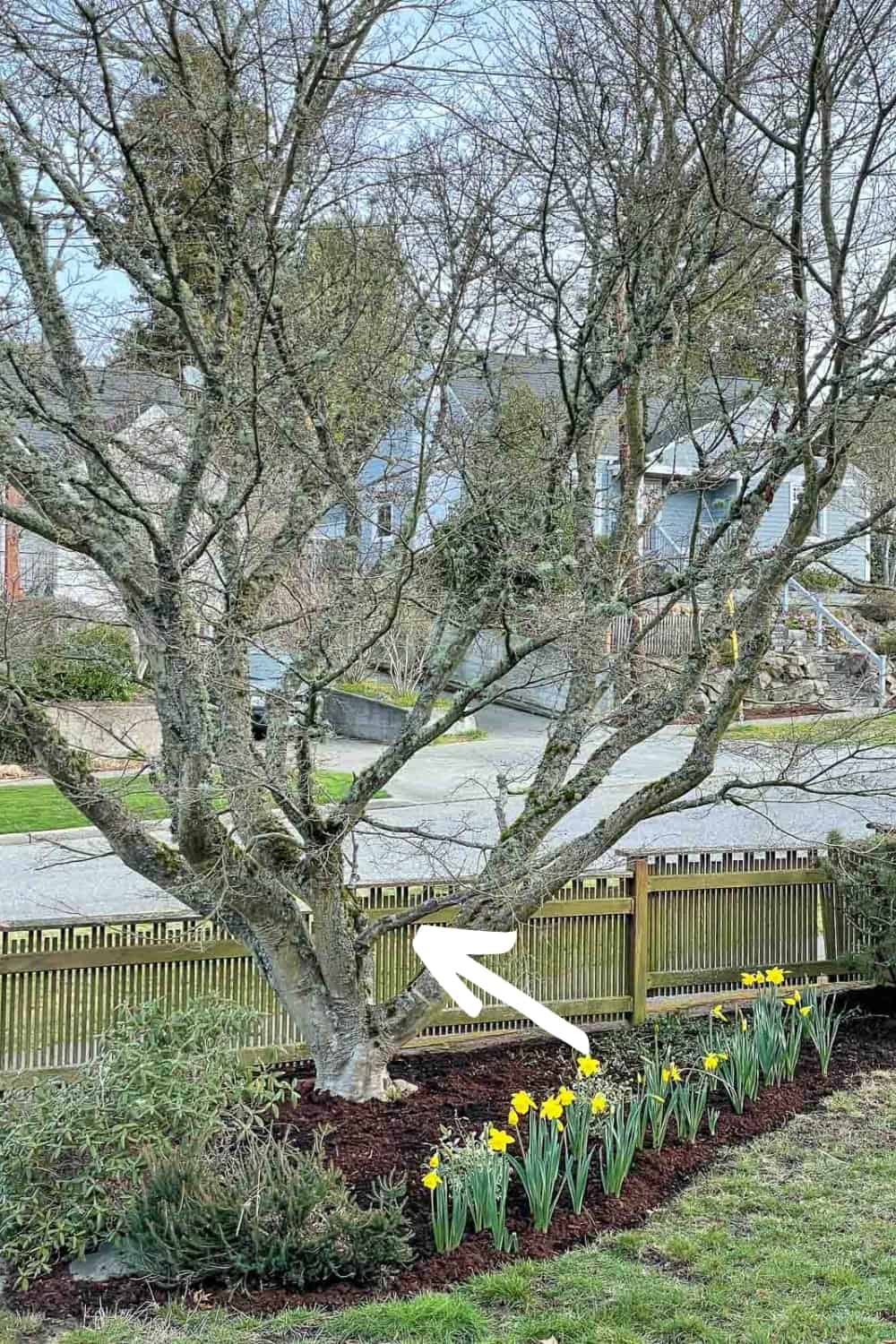 upright Japanese maple with arrow pointing to branch to be trimmed