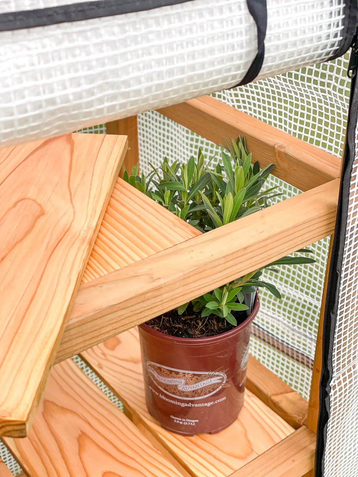 DIY mini greenhouse with shelf slat removed to allow plants to grow taller