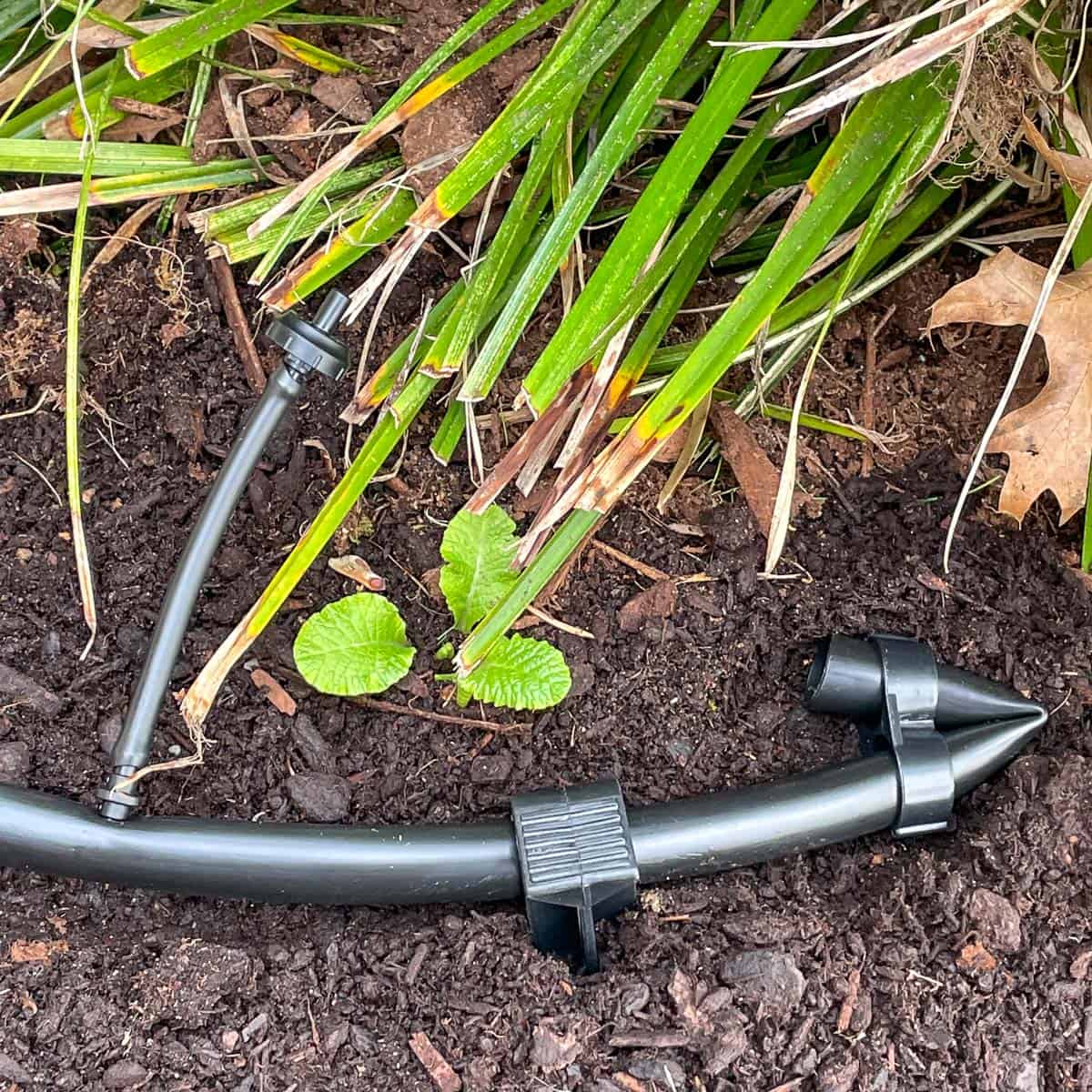 end of ½" drip tubing with ¼" micro tubing with emitter under ornamental grass