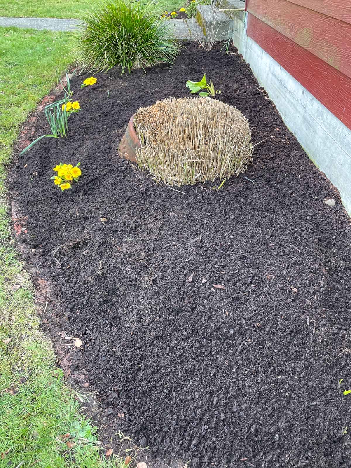 drip tape hidden under mulch in flower bed