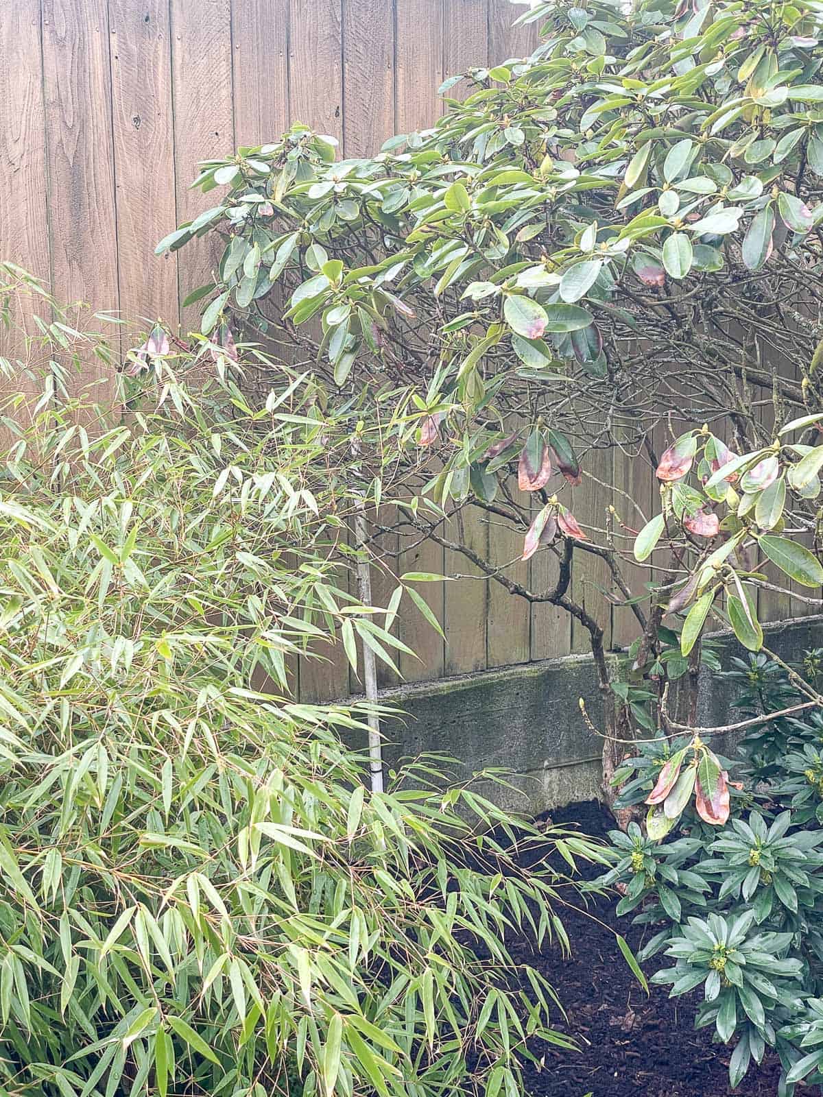 tall sprinkler head blocked by plant growth