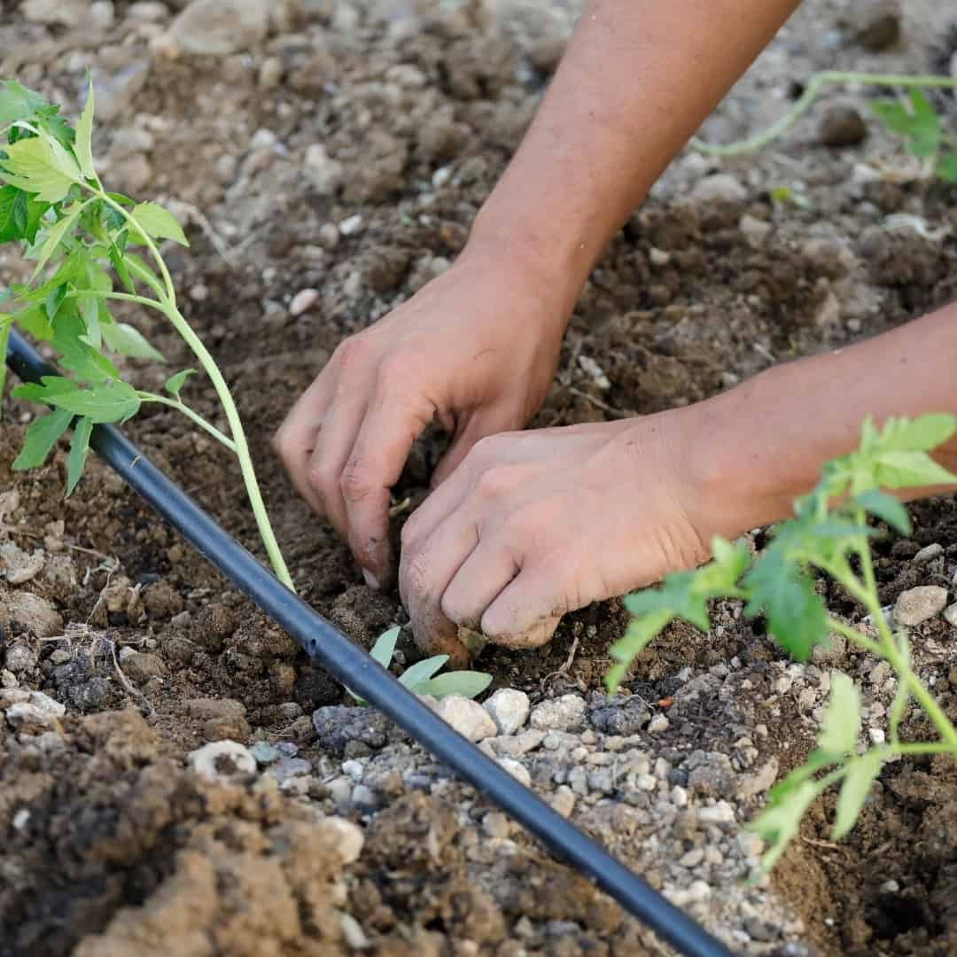 installing a drip irrigation system