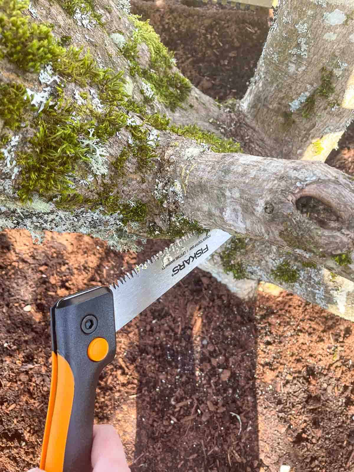 pruning saw cutting a branch