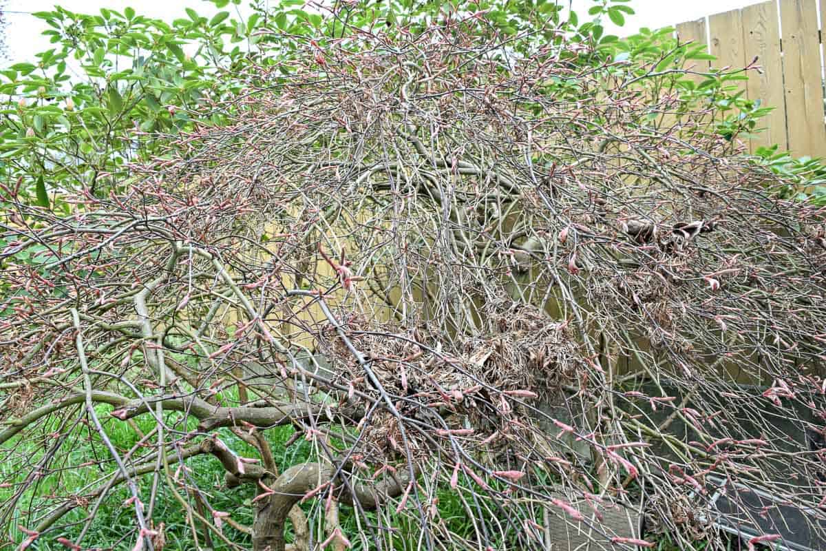 weeping Japanese maple with buds on branches before pruning