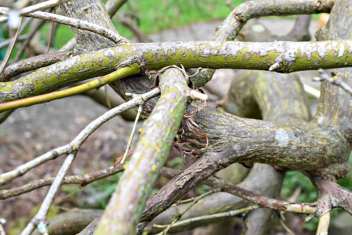 crossing branches on Japanese maple that need to be pruned