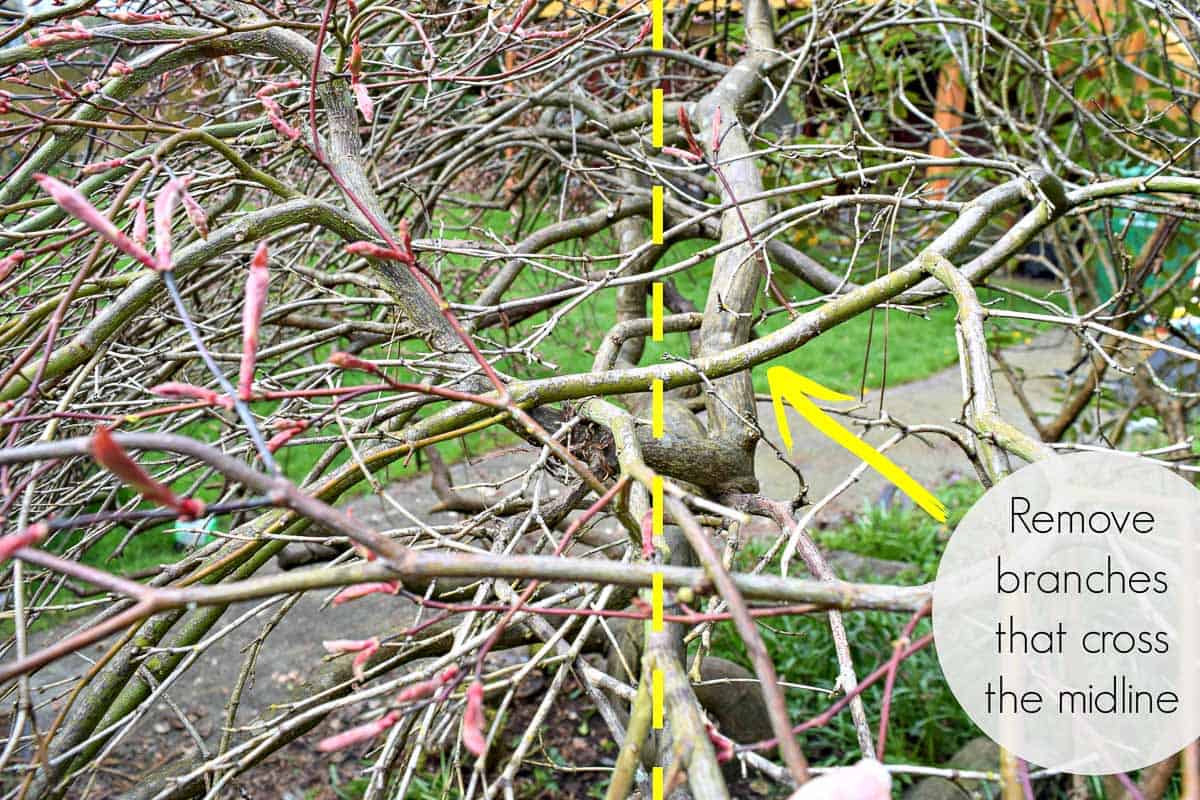 Japanese maple with branches crossing midline with arrow indicating which one to remove