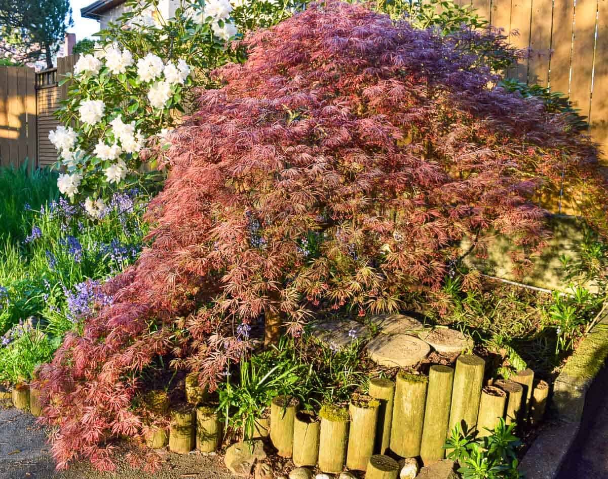 side view of trimmed weeping Japanese maple