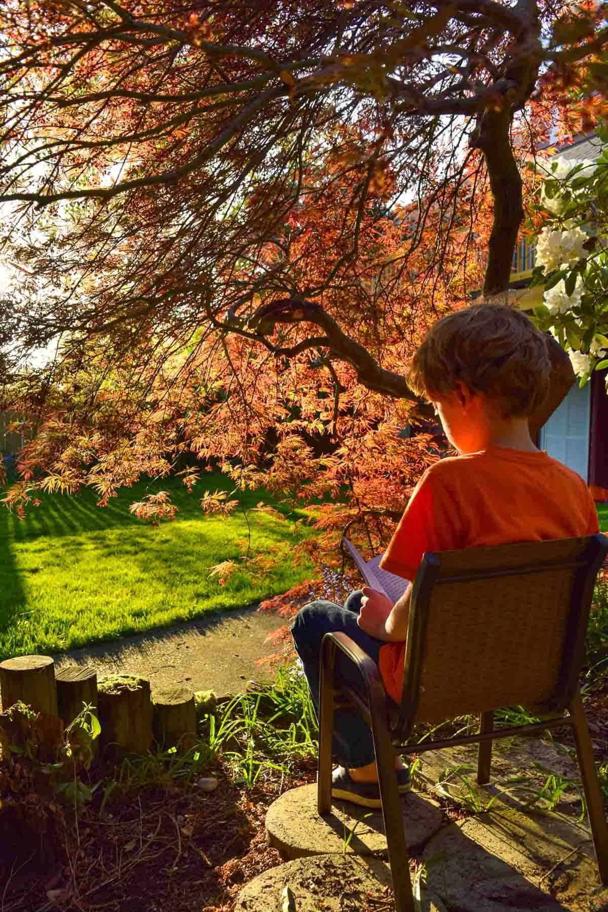 view underneath a weeping Japanese maple with a small boy reading in a chair