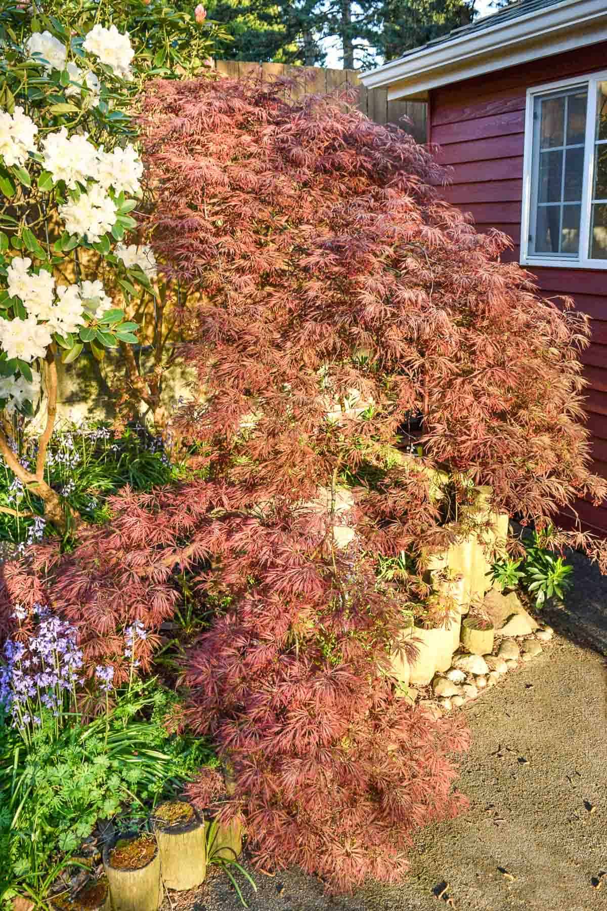 pruned weeping Japanese maple