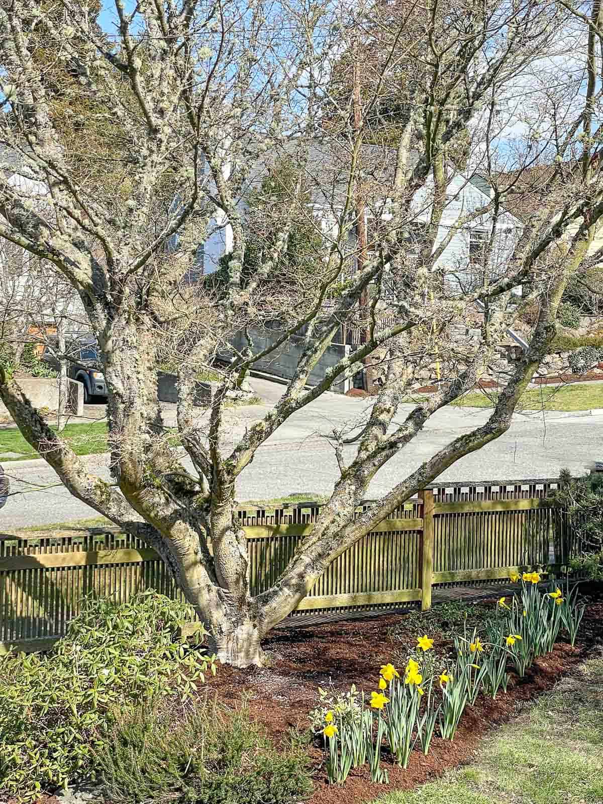 Japanese maple after pruning