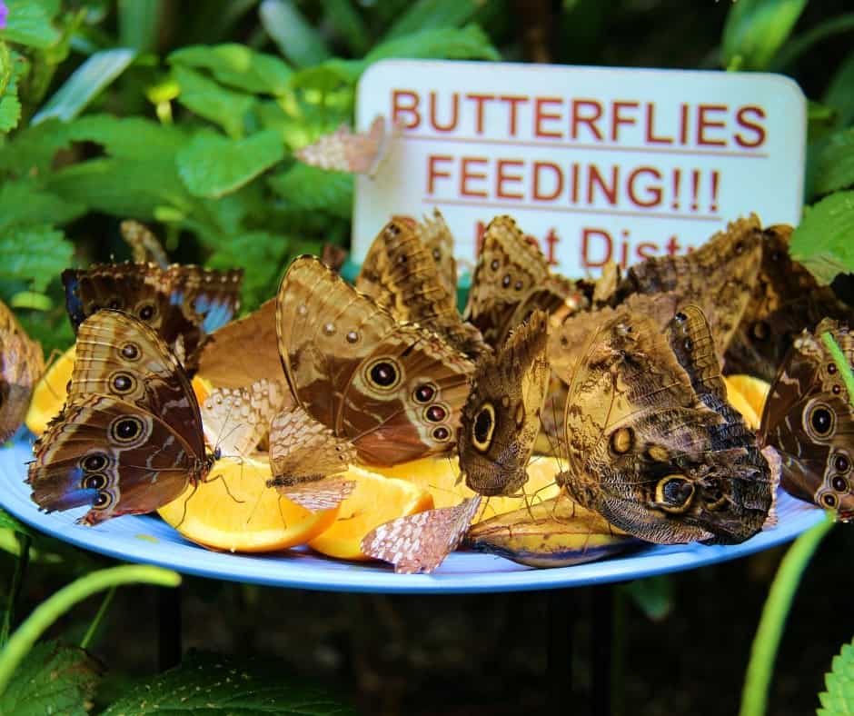 butterfly feeding at butterfly house