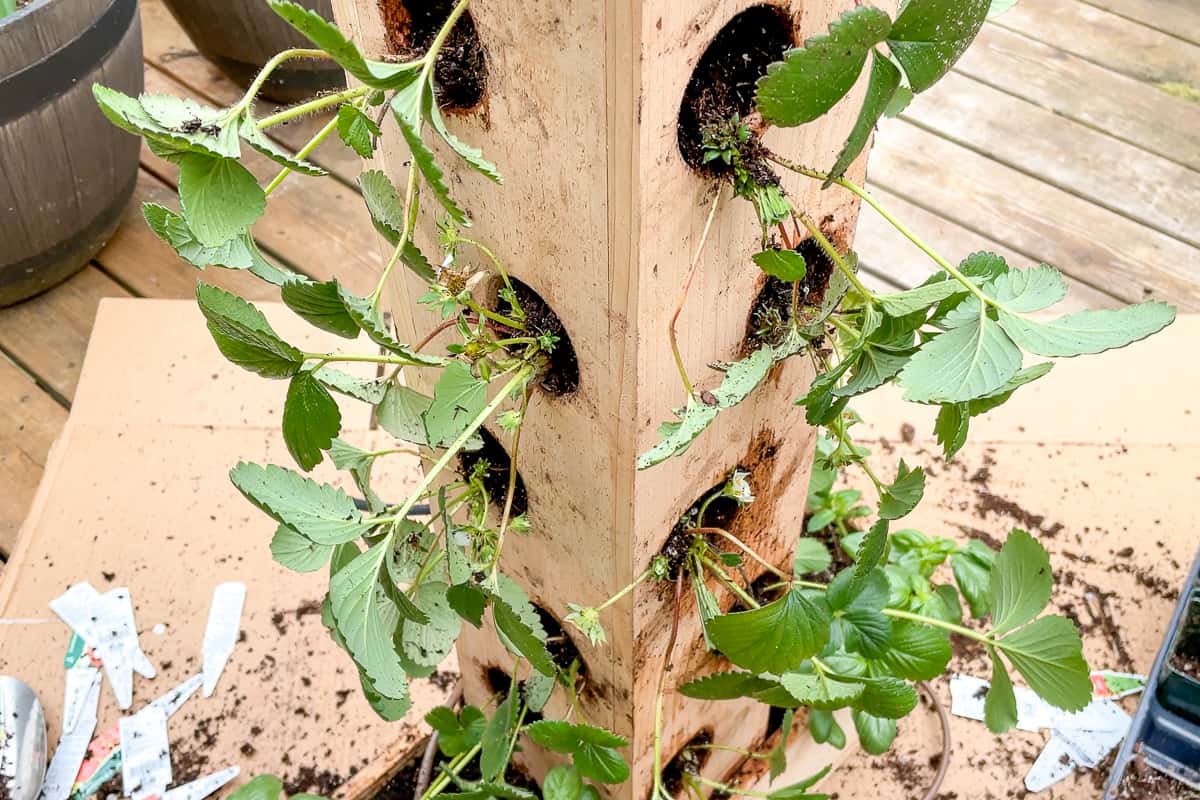 strawberry plants in tower planter