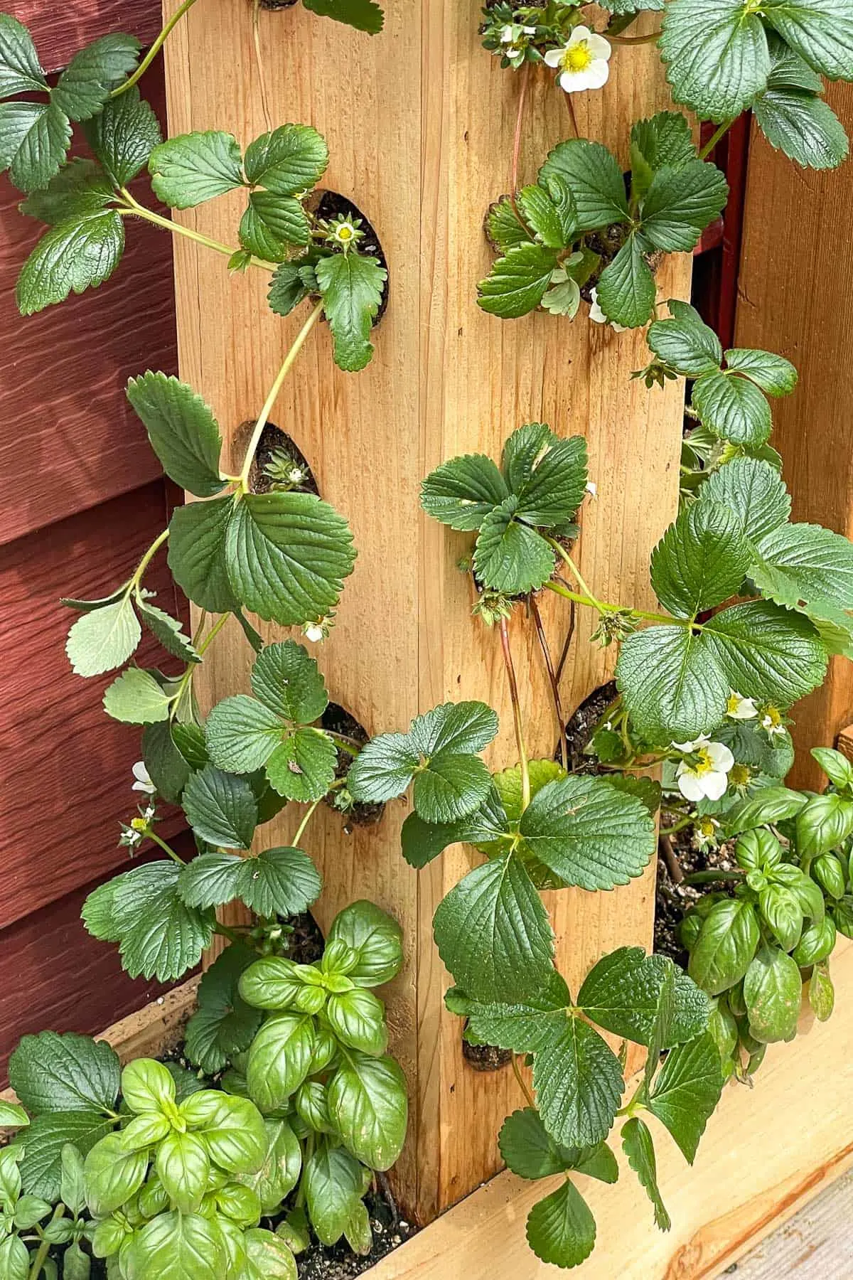 DIY strawberry tower with basil planted in the bottom
