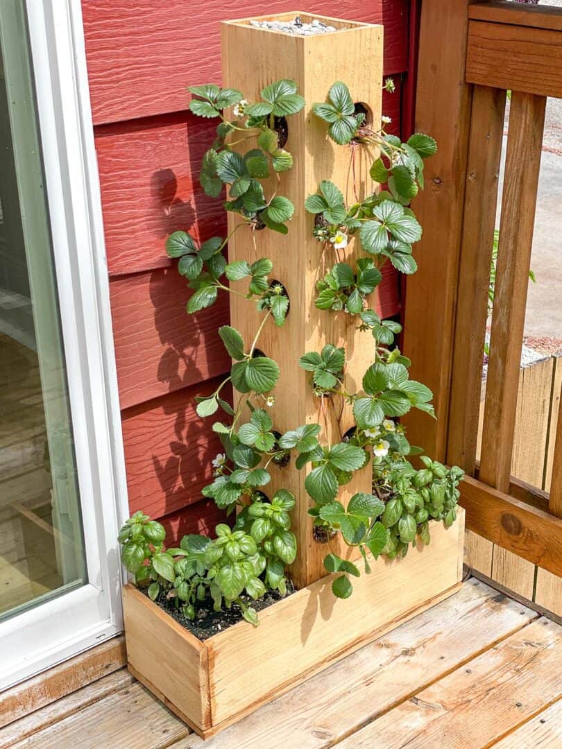 DIY Strawberry Planter [with plans!] The Handyman's Daughter
