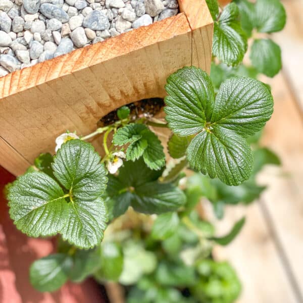 close up of strawberry planter