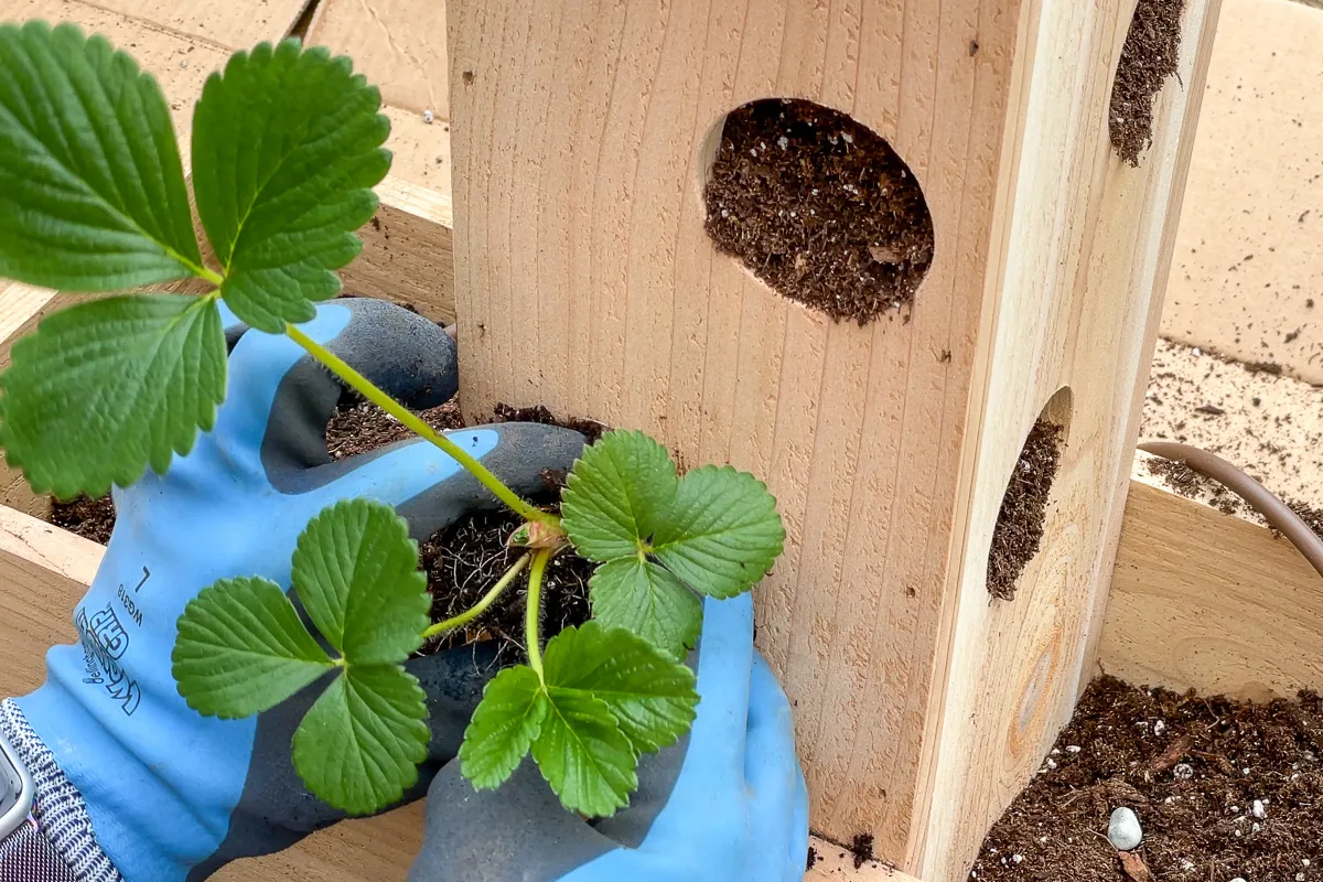 planting strawberry plant in tower planter