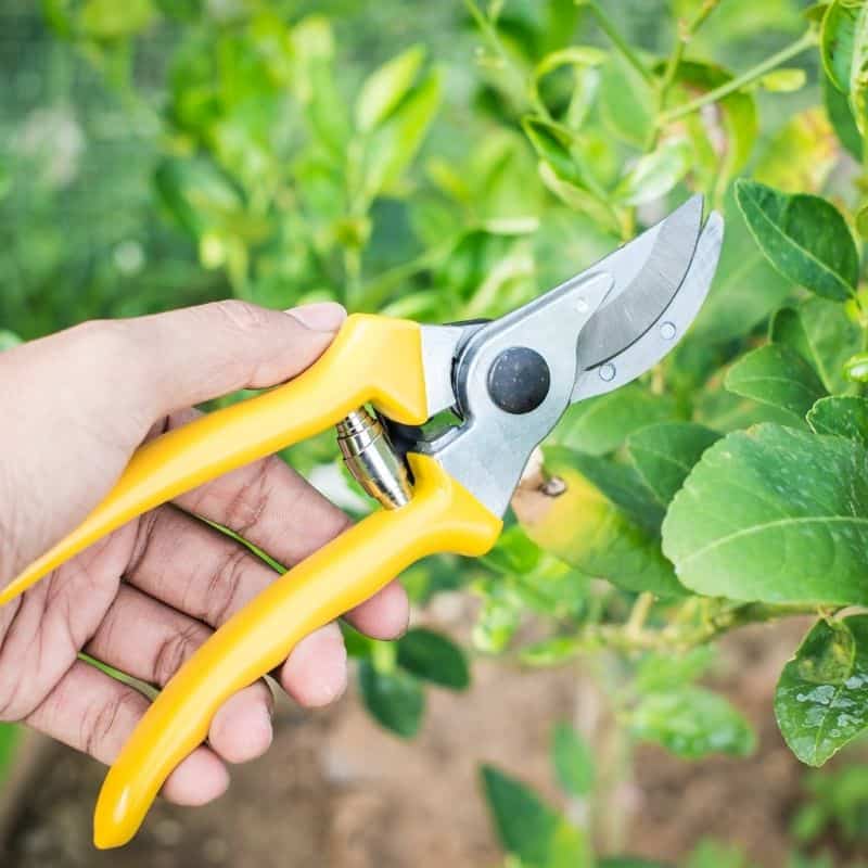 hand pruners