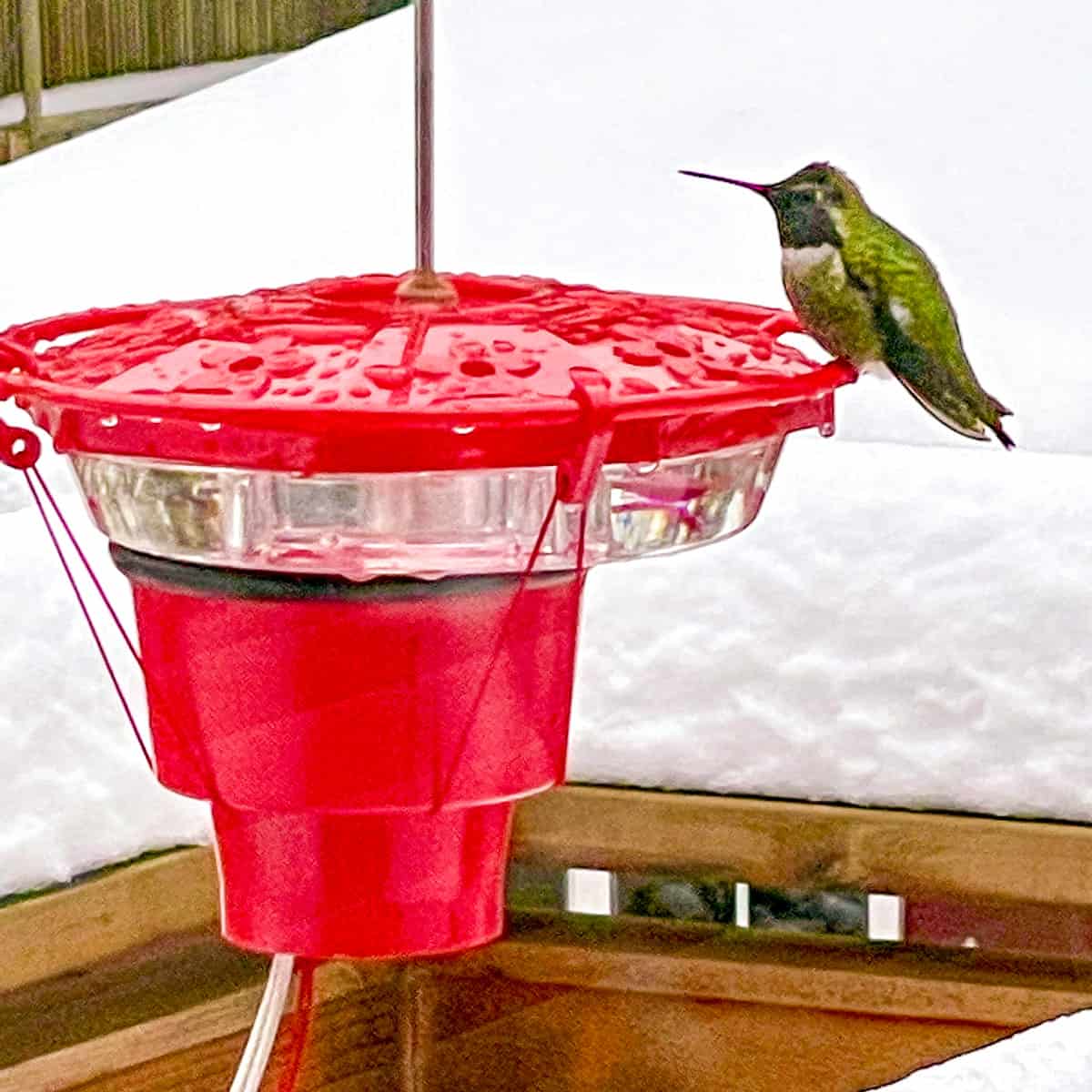 Anna's hummingbird at heated hummingbird feeder in the snow