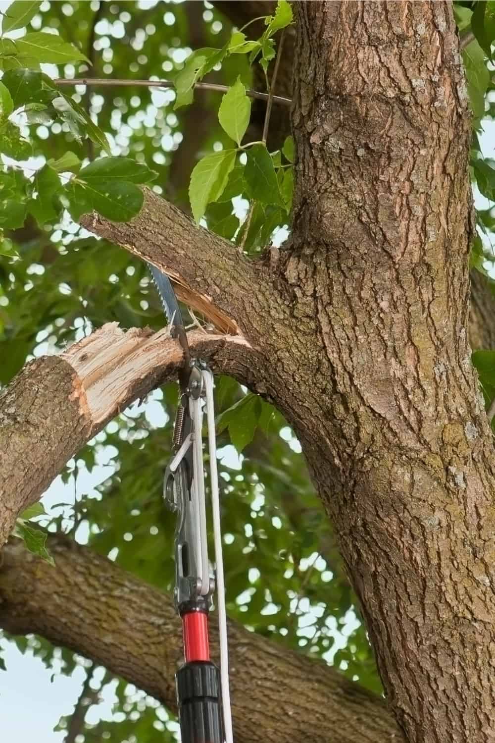 pole saw cutting down broken branch from a tree
