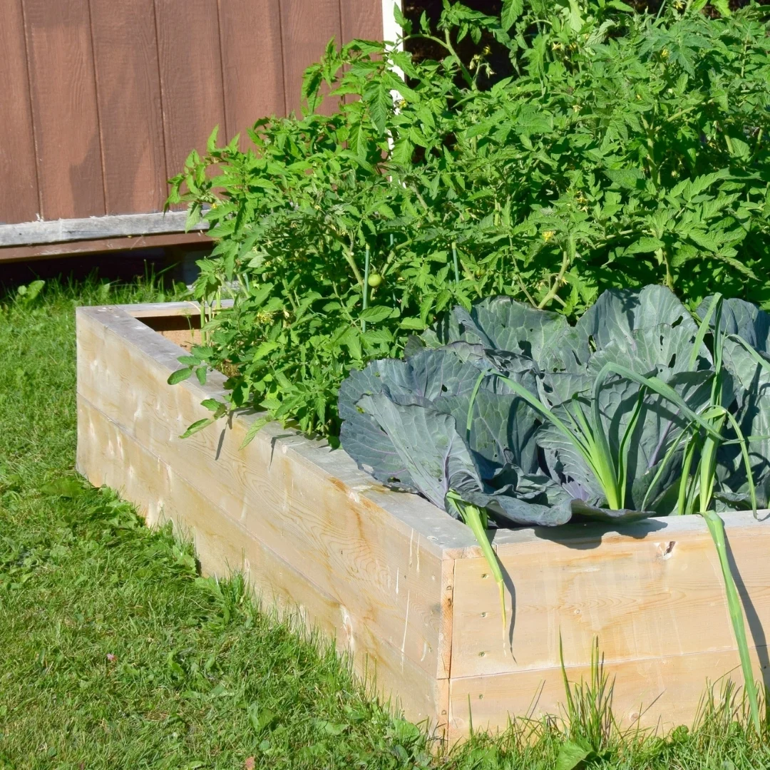 raised garden bed