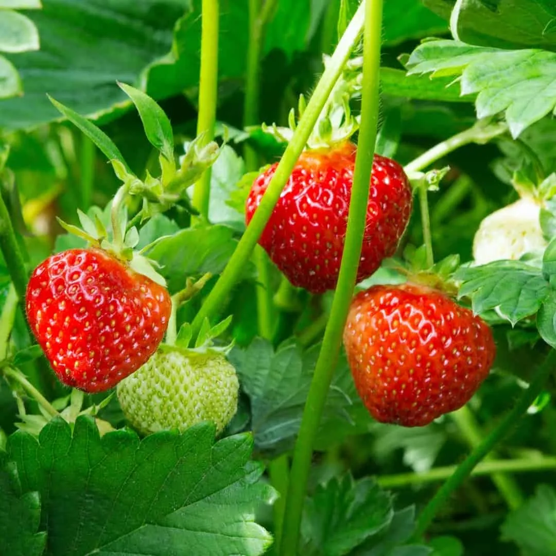 small strawberry plants