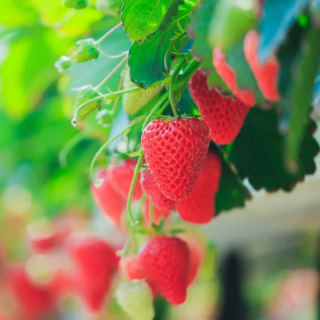 hanging strawberry plants