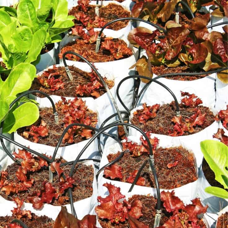 How to Use Grow Bags For Gardening The Handyman's Daughter