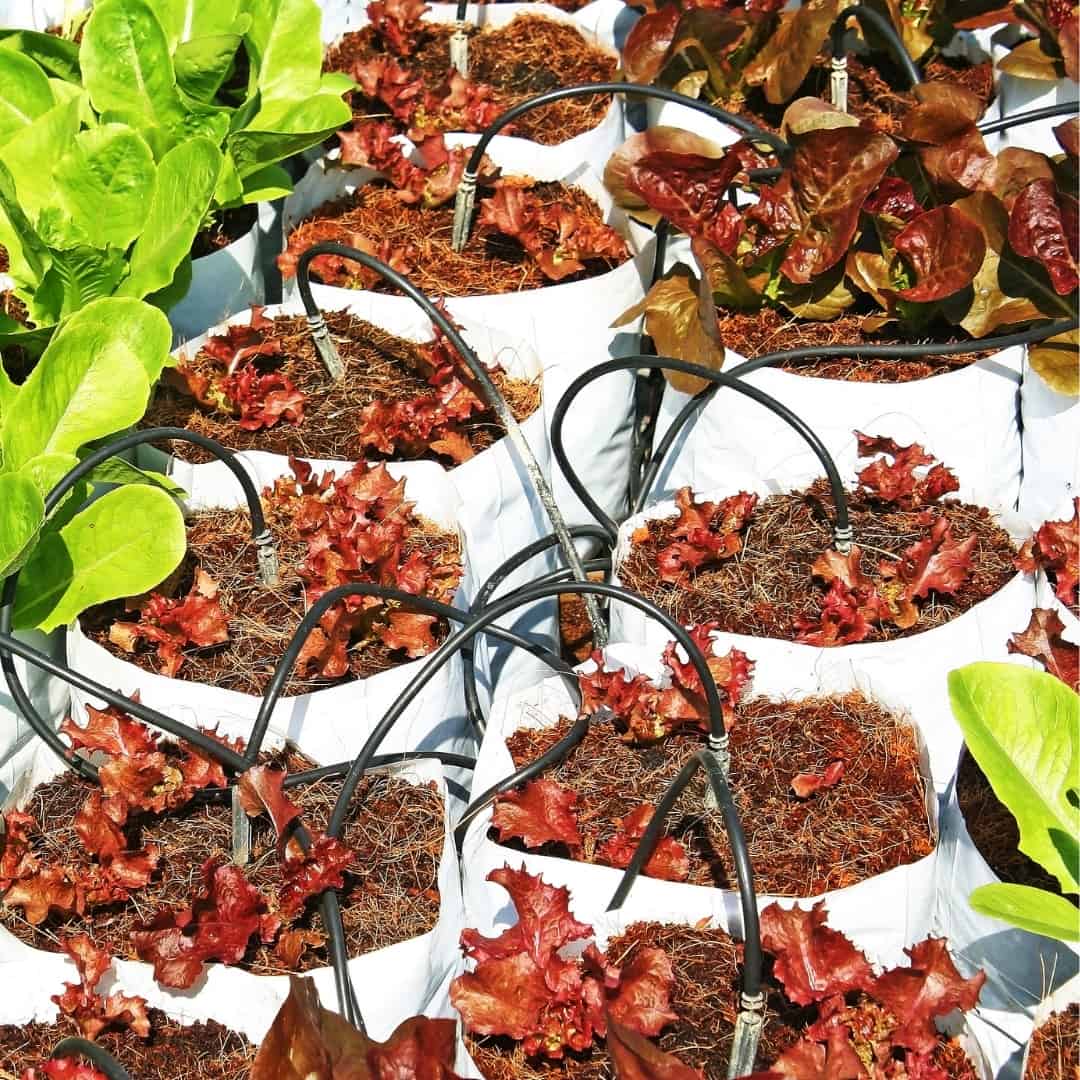 drip irrigation to grow bags