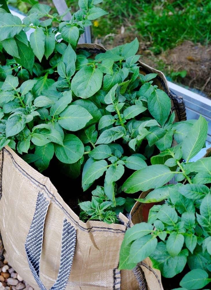 gardening in a grow bag