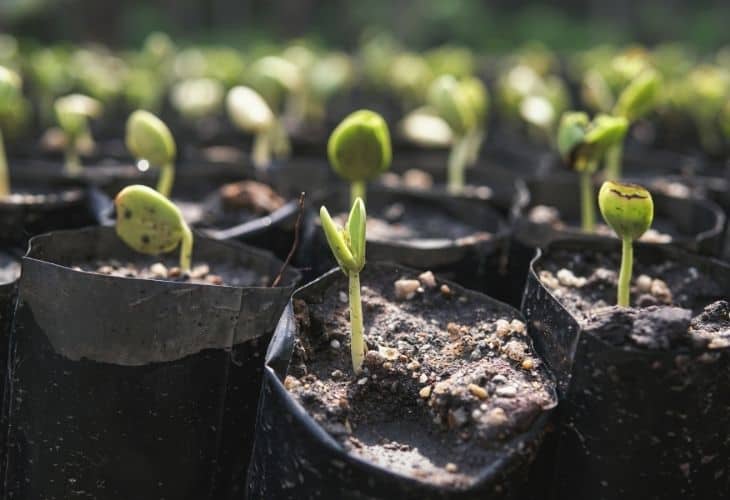 seedlings growing in small grow bags