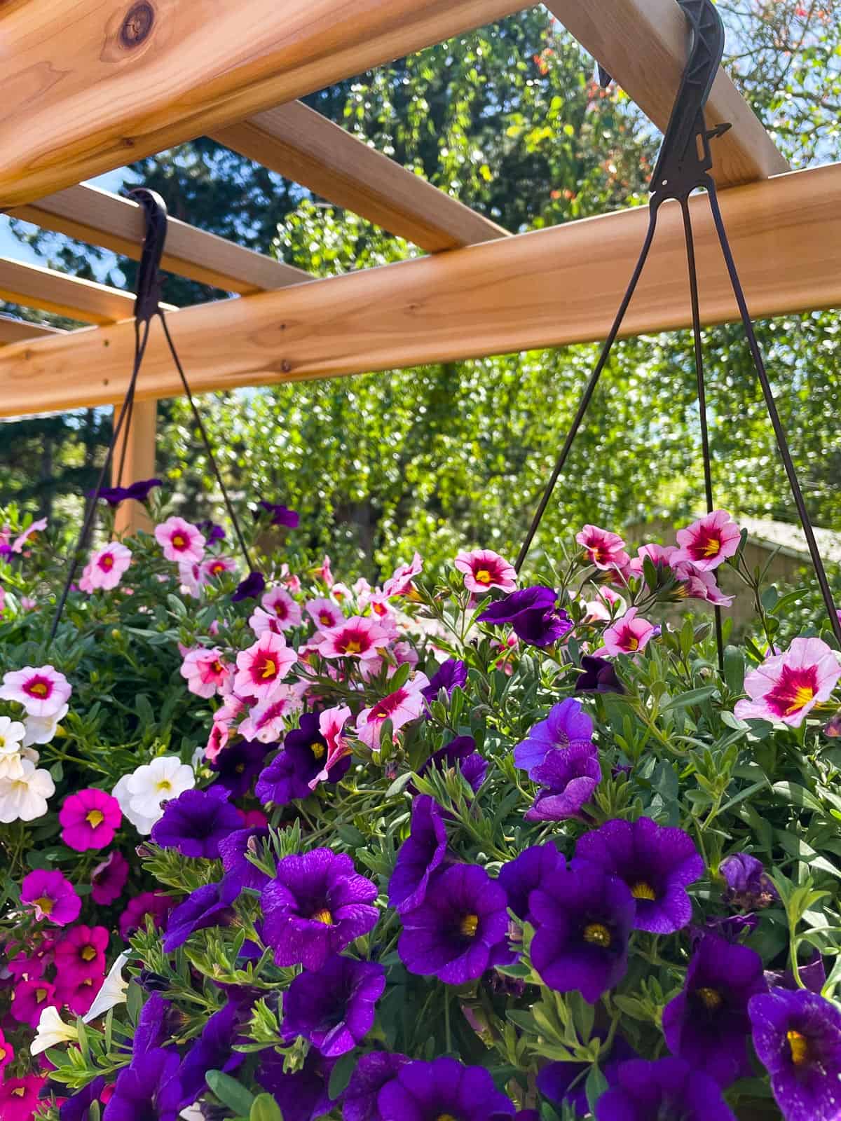 baskets hanging from arbor slats