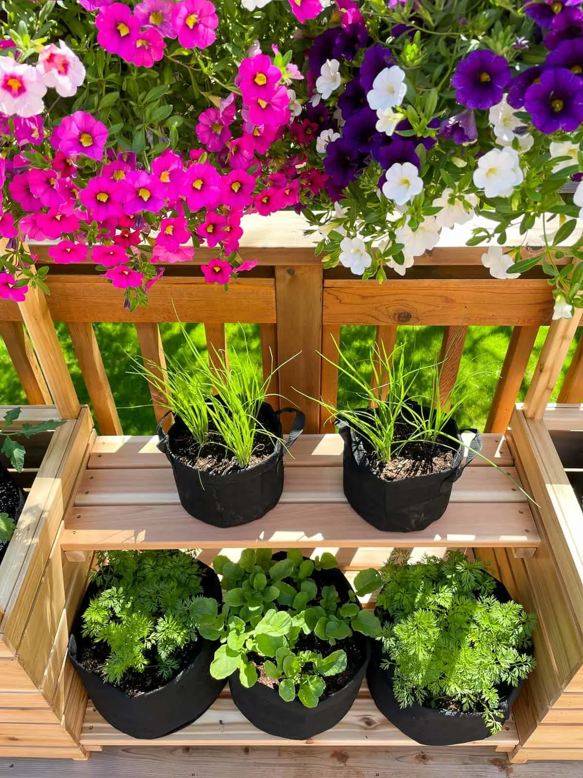 vegetable garden on shelves with hanging baskets above
