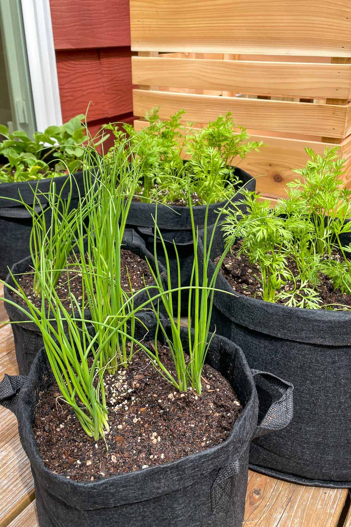 grow bags with various vegetables next to planter box