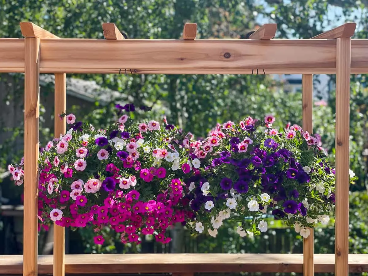 baskets of flowers hanging from arbor over DIY outdoor plant stand