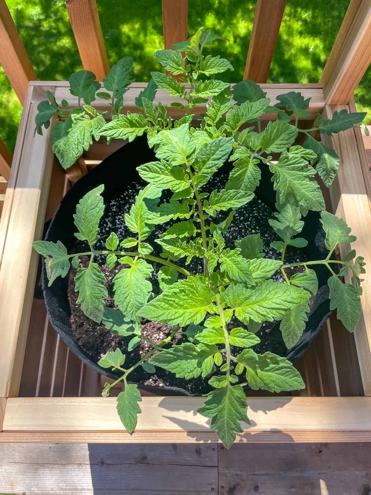 tomato plant in a grow bag in a planter box