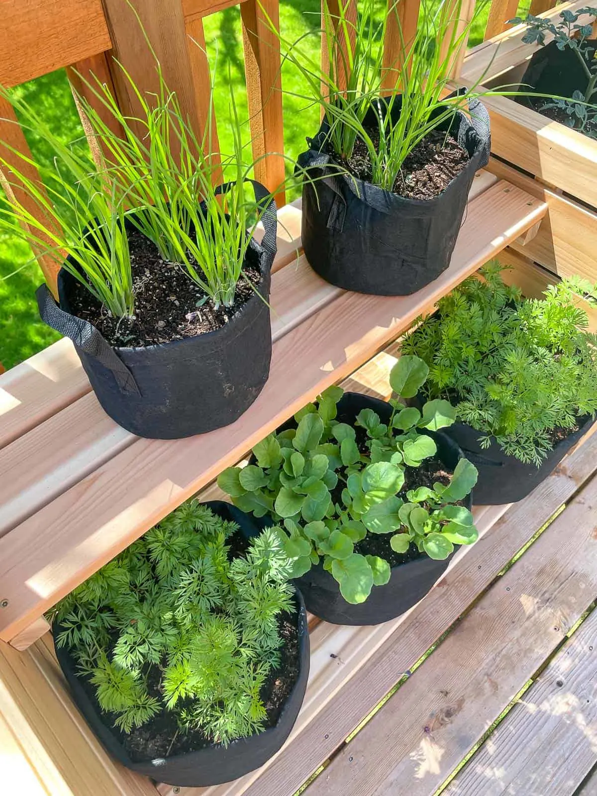 vegetable garden in grow bags on outdoor plant stand