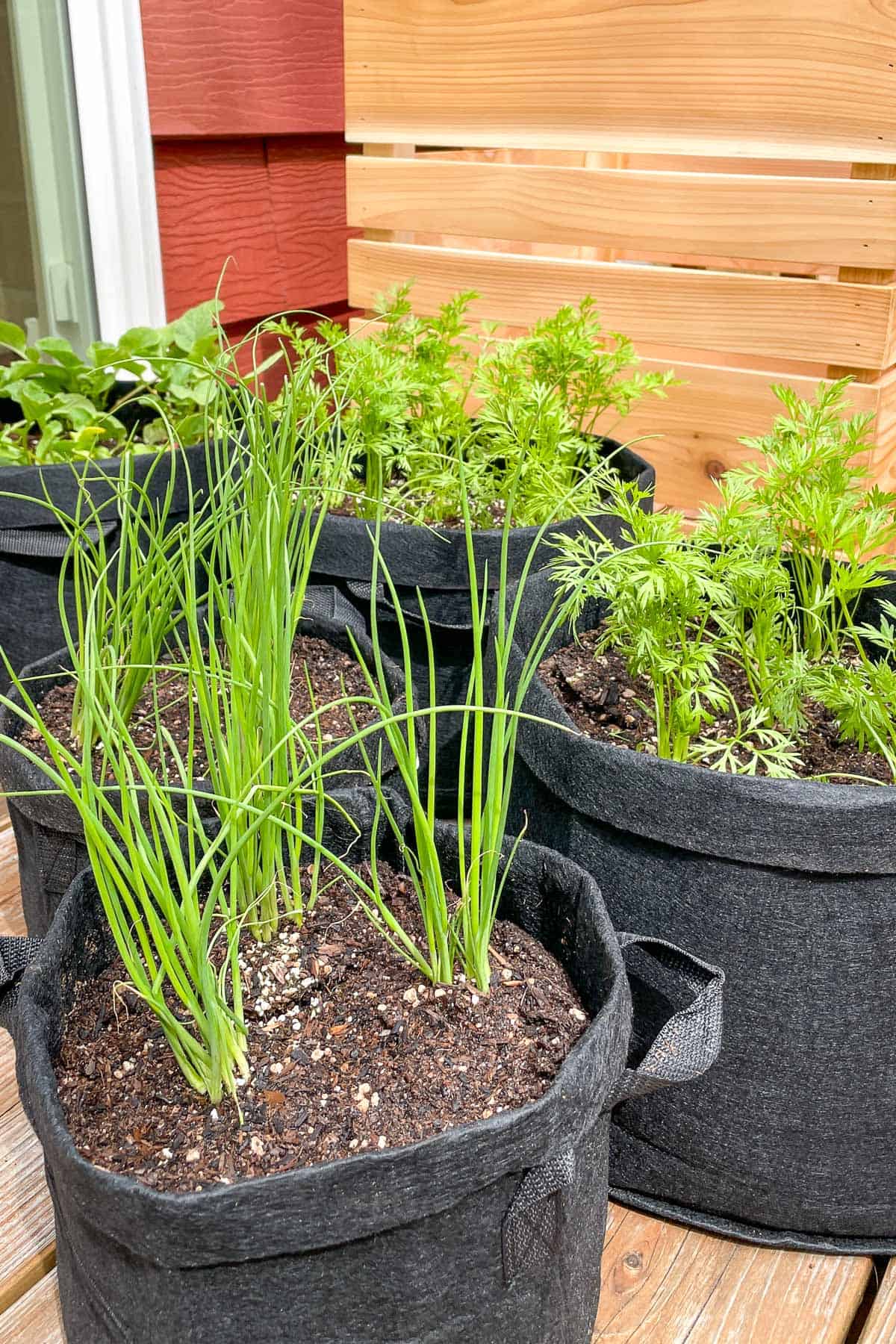 rolled edges at top of grow bags