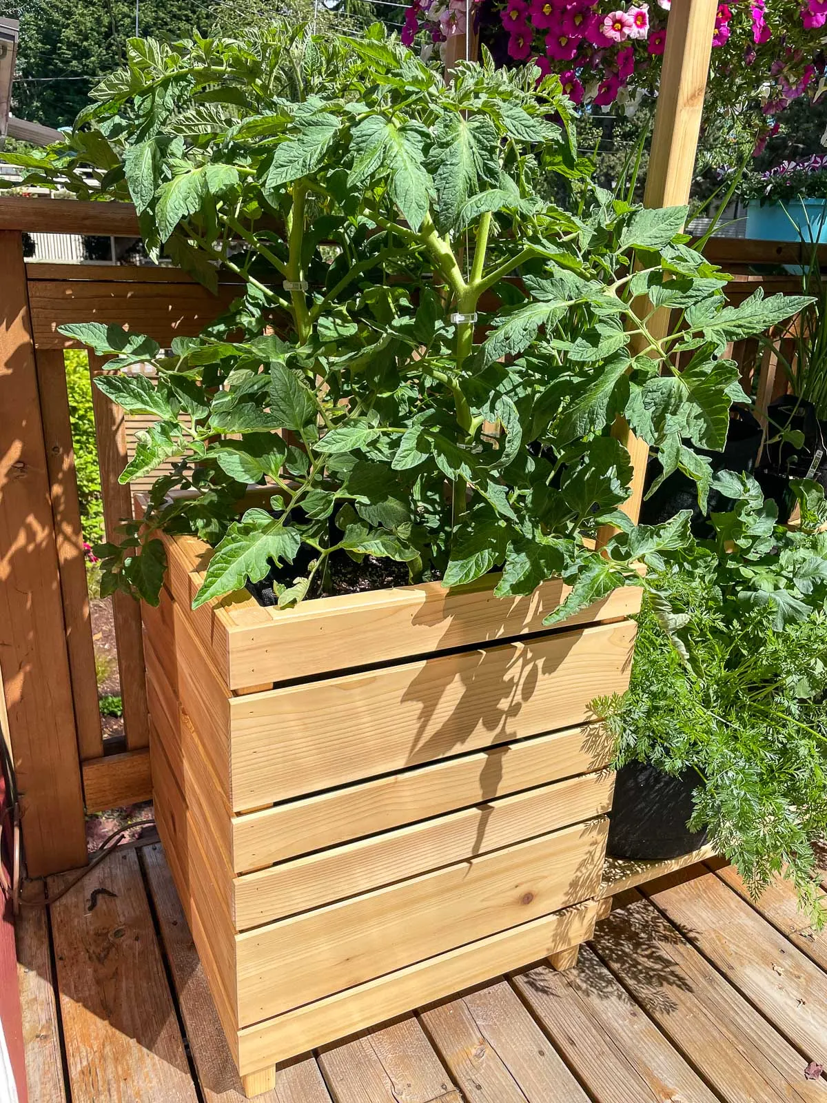 crowded tomato plants in a single grow bag