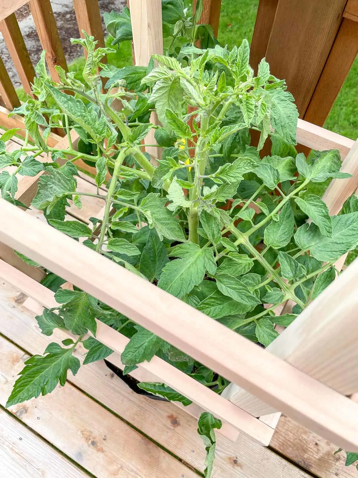 DIY tomato cage supporting a large tomato plant