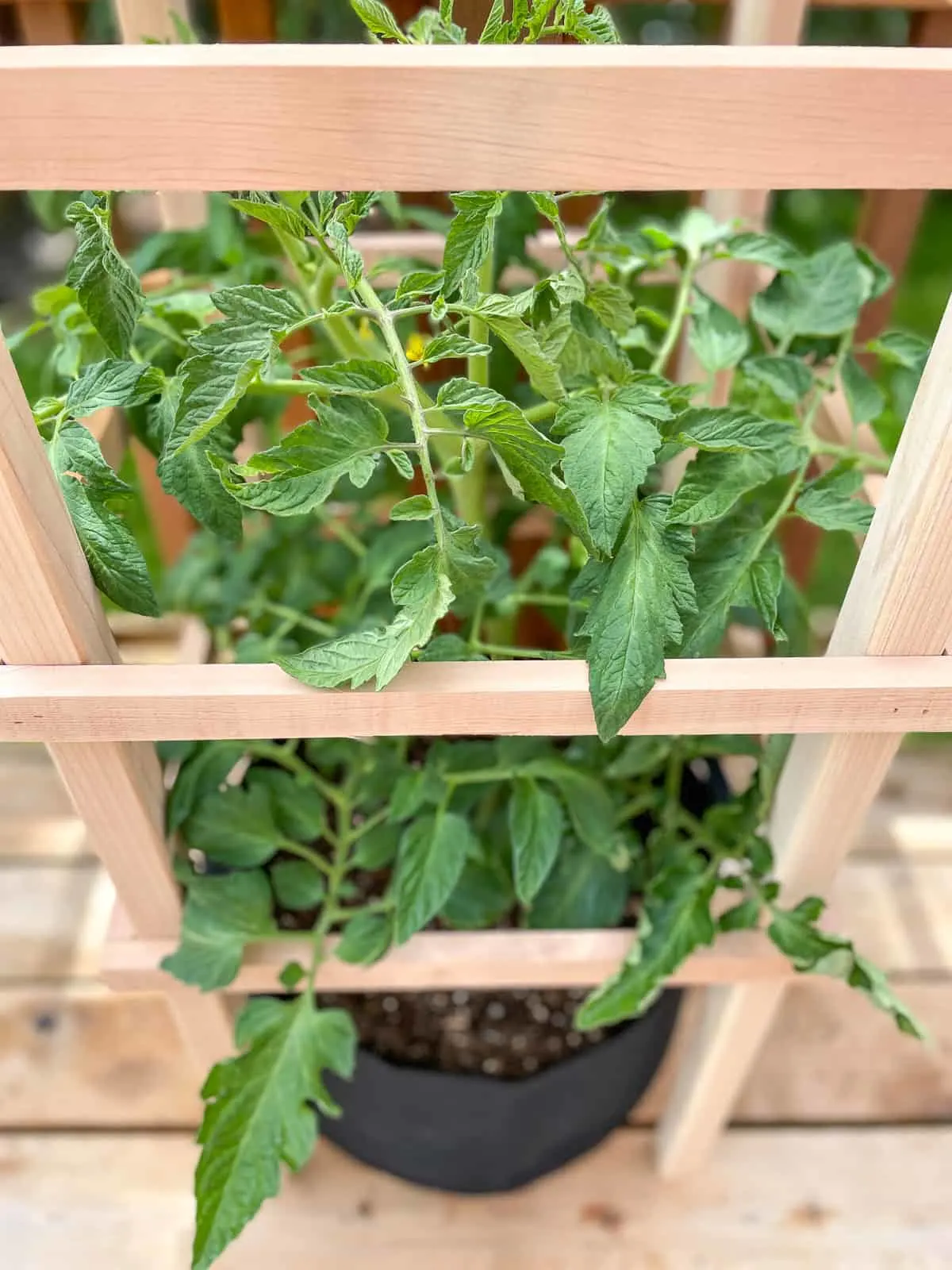 DIY tomato cage for pots