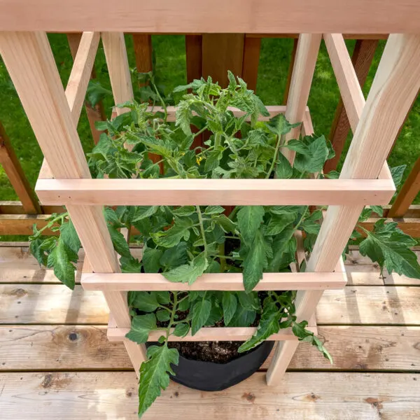DIY tomato cage surrounding plant