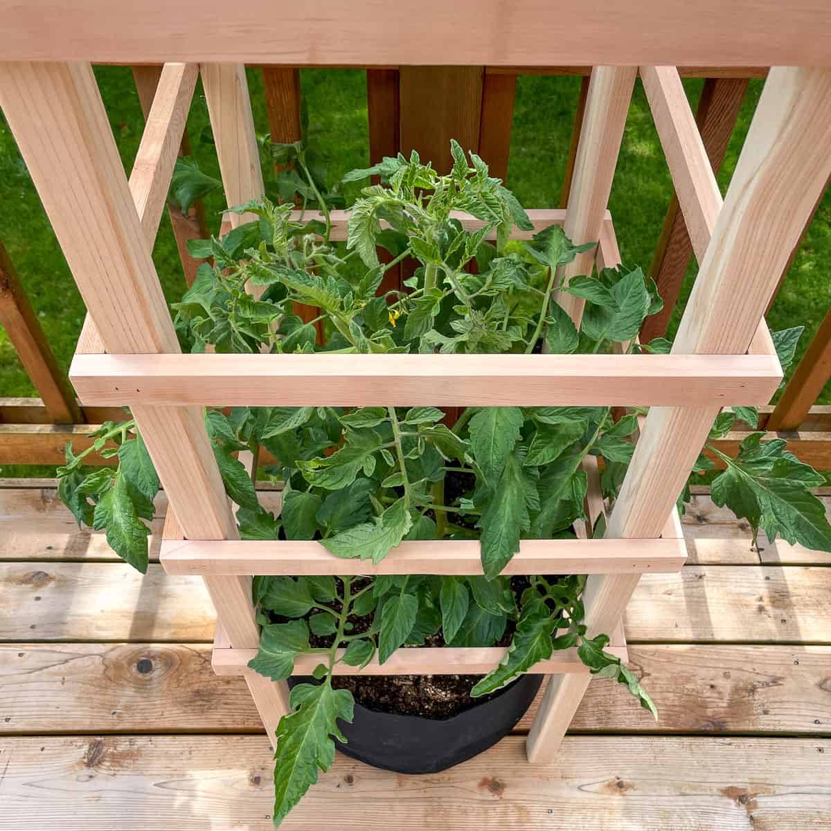 DIY tomato cage surrounding tomato plant in 10 gallon grow bag
