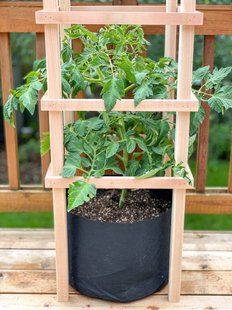 DIY Tomato Cage [with FREE plans!] The Handyman's Daughter