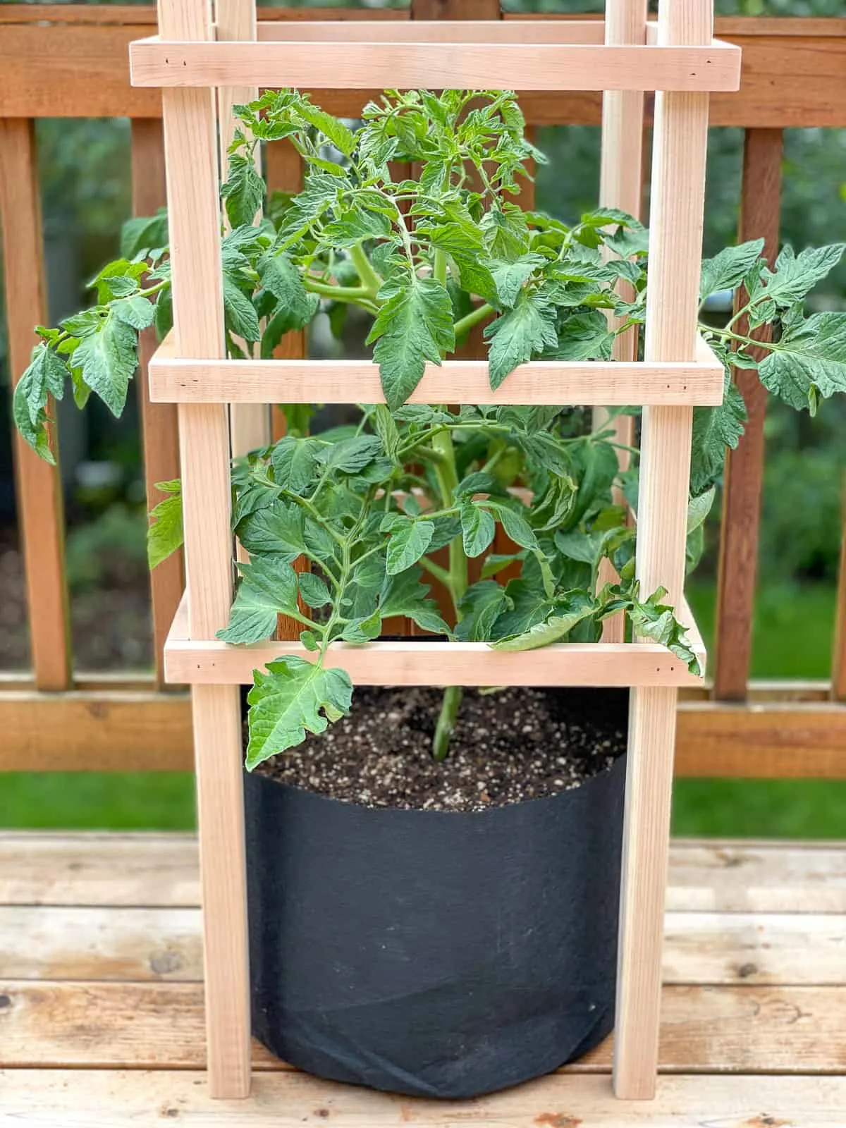 DIY tomato trellis with potted tomato plant