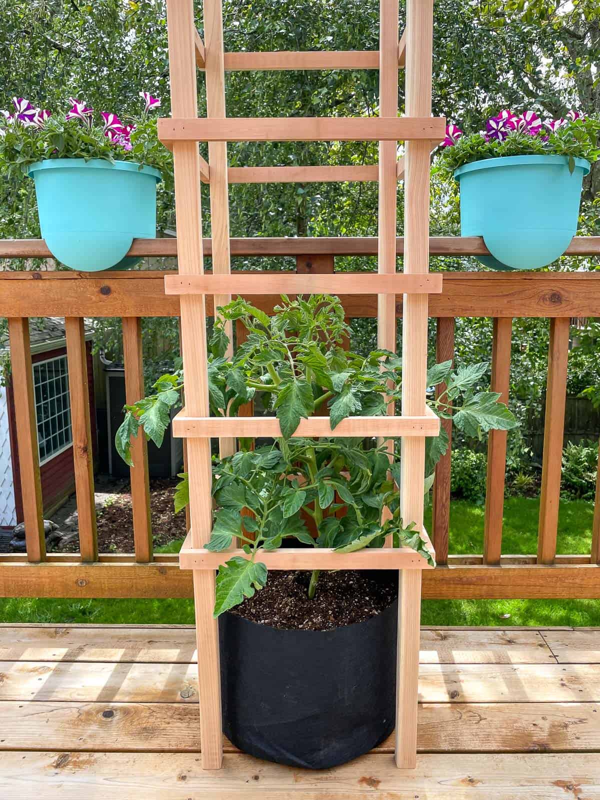 DIY tomato trellis for pots or in ground