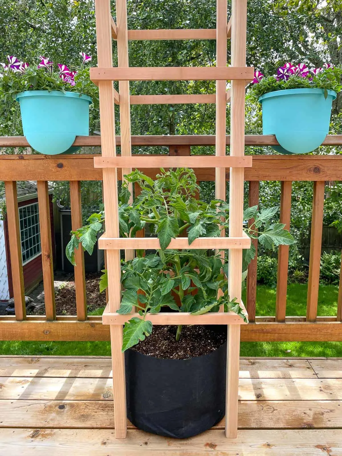 DIY tomato trellis for pots or in ground