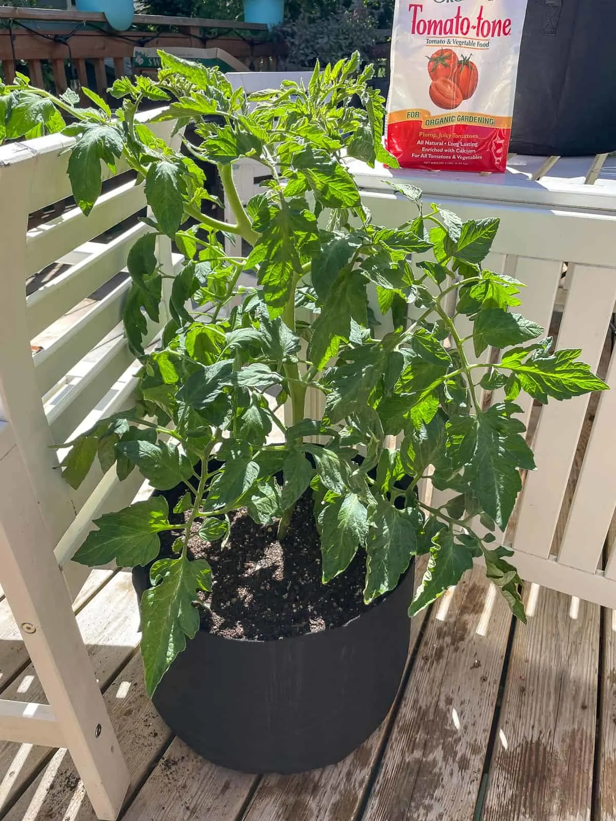 repotted tomato plant leaning against a chair for support